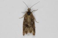 Cnephasia