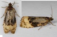 Hedya ochroleucana