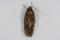 Hofmannophila pseudospretella