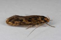 Hofmannophila pseudospretella
