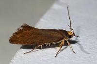 Crassa unitella