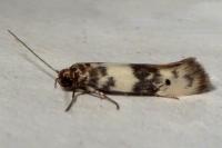 Enolmis acanthella