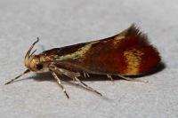 Metalampra