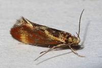 Metalampra