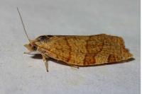 Pandemis cerasana