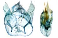Trifurcula subnitidella