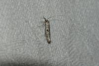 Yponomeuta plumbella