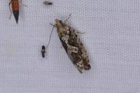 Zeiraphera isertana
