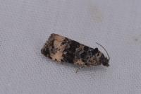 Endothenia gr. gentianaeana