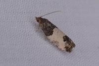 Spilonota ocellana