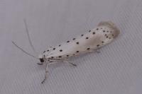 Yponomeuta padella
