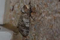 Cossus cossus
