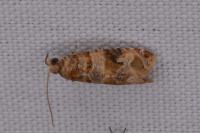 Lobesia botrana