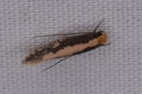 Monopis crocicapitella