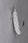 Yponomeuta evonymella