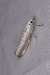 Yponomeuta rorrella