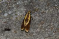 Harpella forficella