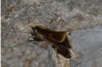 Harpella forficella