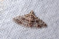 Alucita zonodactyla