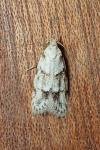 Symmoca signatella