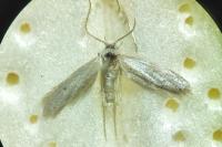 Dysspastus perpygmaeellus