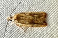 Agonopterix nervosa