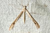 Stenoptilia