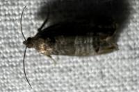 Cydia pomonella