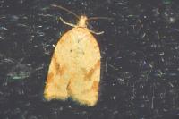 Acleris ferrugana/notana