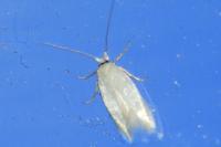 Opostega salaciella