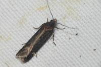 Aroga velocella