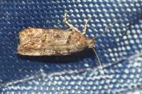 Teleiopsis diffinis