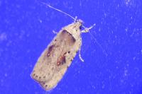 Agonopterix ocellana