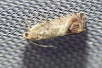 Cydia splendana