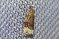 Apotomis capreana
