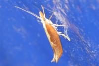 Ypsolopha dentella