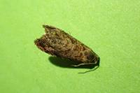 Grapholita lobarzewskii