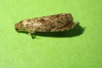 Grapholita lobarzewskii