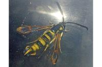 Synanthedon theryi