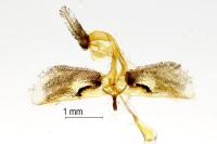 Synanthedon theryi