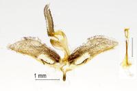 Synanthedon myopaeformis