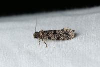 Morophaga morella
