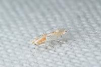 Phyllonorycter roboris