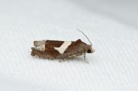 Epiblema foenella