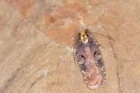 Agonopterix liturosa