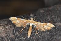 Cnaemidophorus rhododactylus