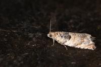 Gypsonoma imparana