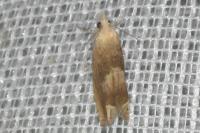 Eucosma conterminana