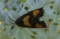 Pammene aurana