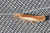 Ypsolopha parenthesella